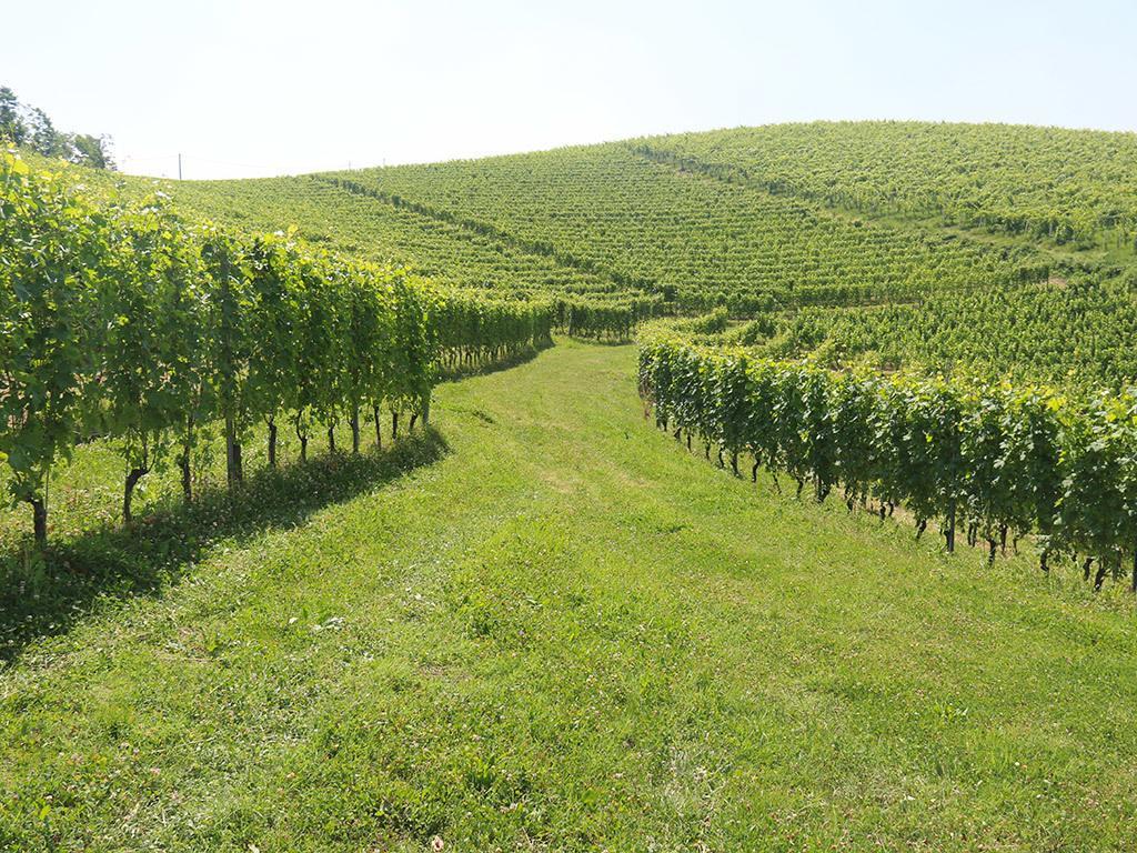 Tenuta Montanello B&B Castiglione Falletto Bagian luar foto